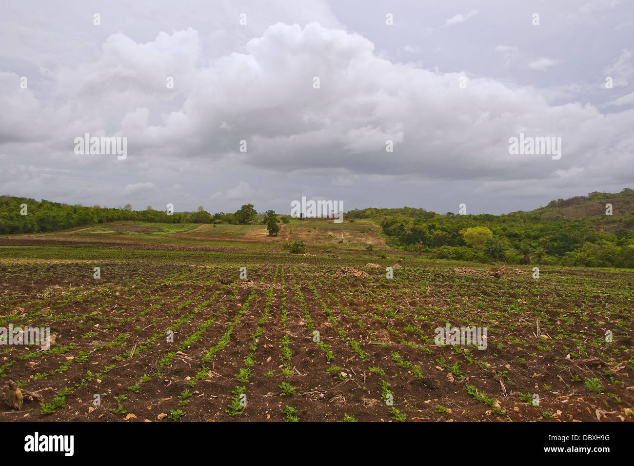 Rainforest land cleared for crops in Belize Stock Photo