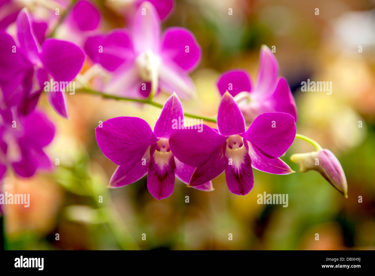 Fuscia purple Dendrobium Orchid. Stock Photo