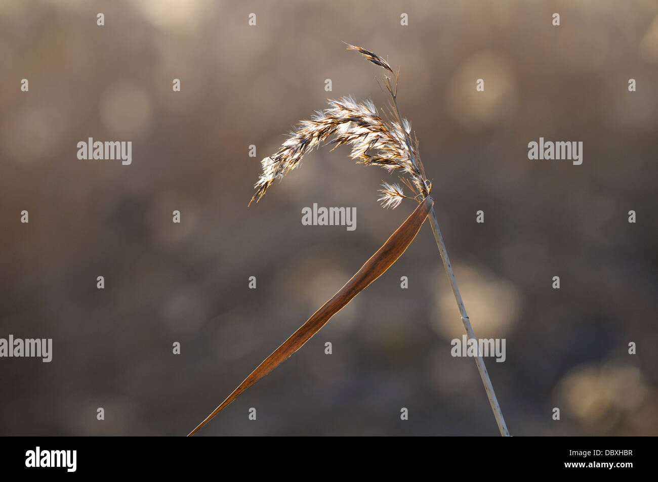 The backlit seed head of a common reed (Phragmites australis) in the reed beds at Crossness Nature Reserve Stock Photo