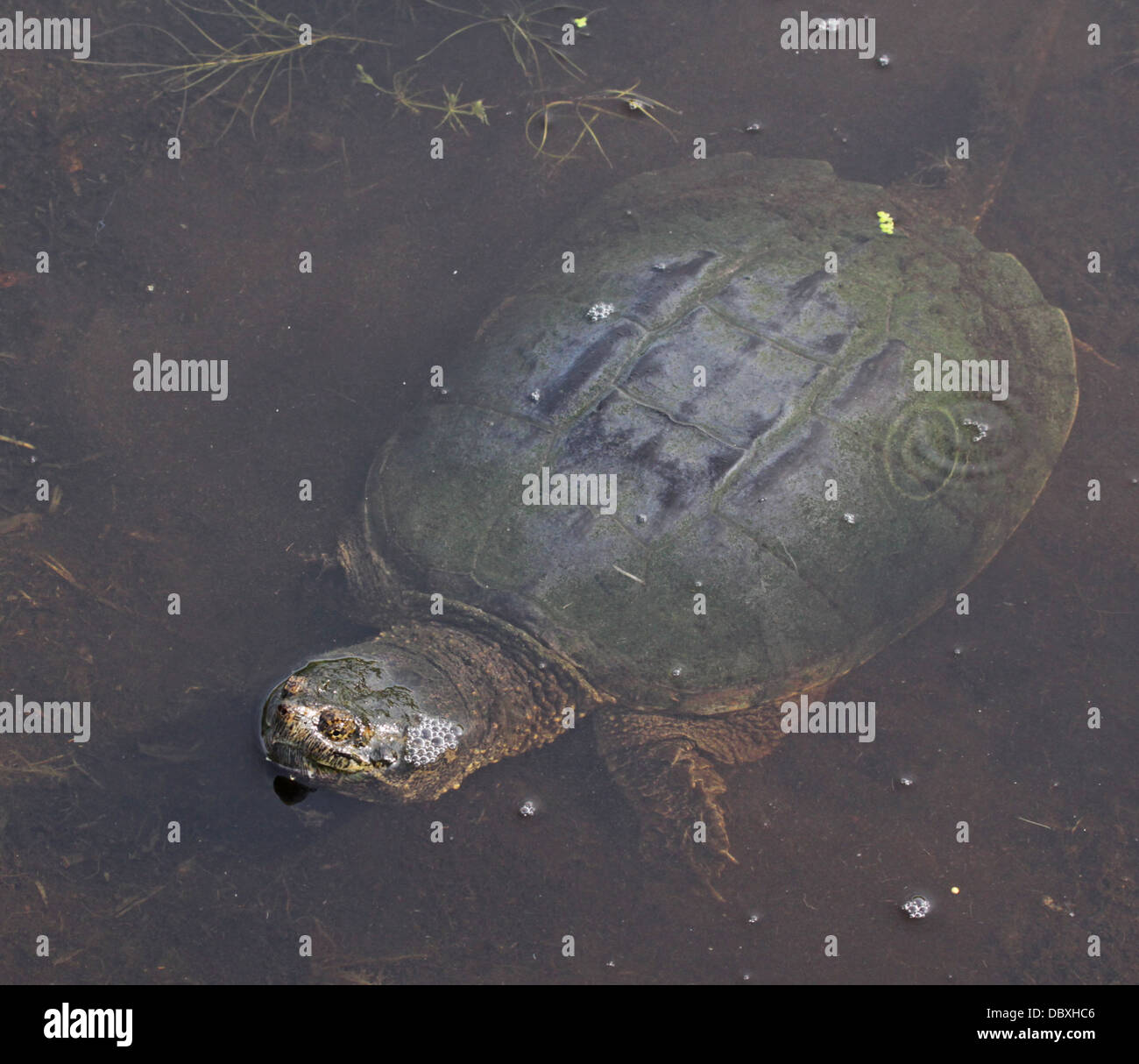 Snapping Turtle Body Stock Photo