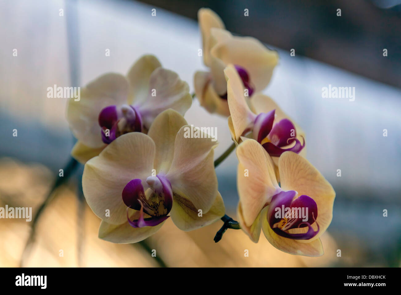 Pale yellow and fuscia Moth Orchid flowers (Phalaenopsis) also Phal Orchid. Stock Photo