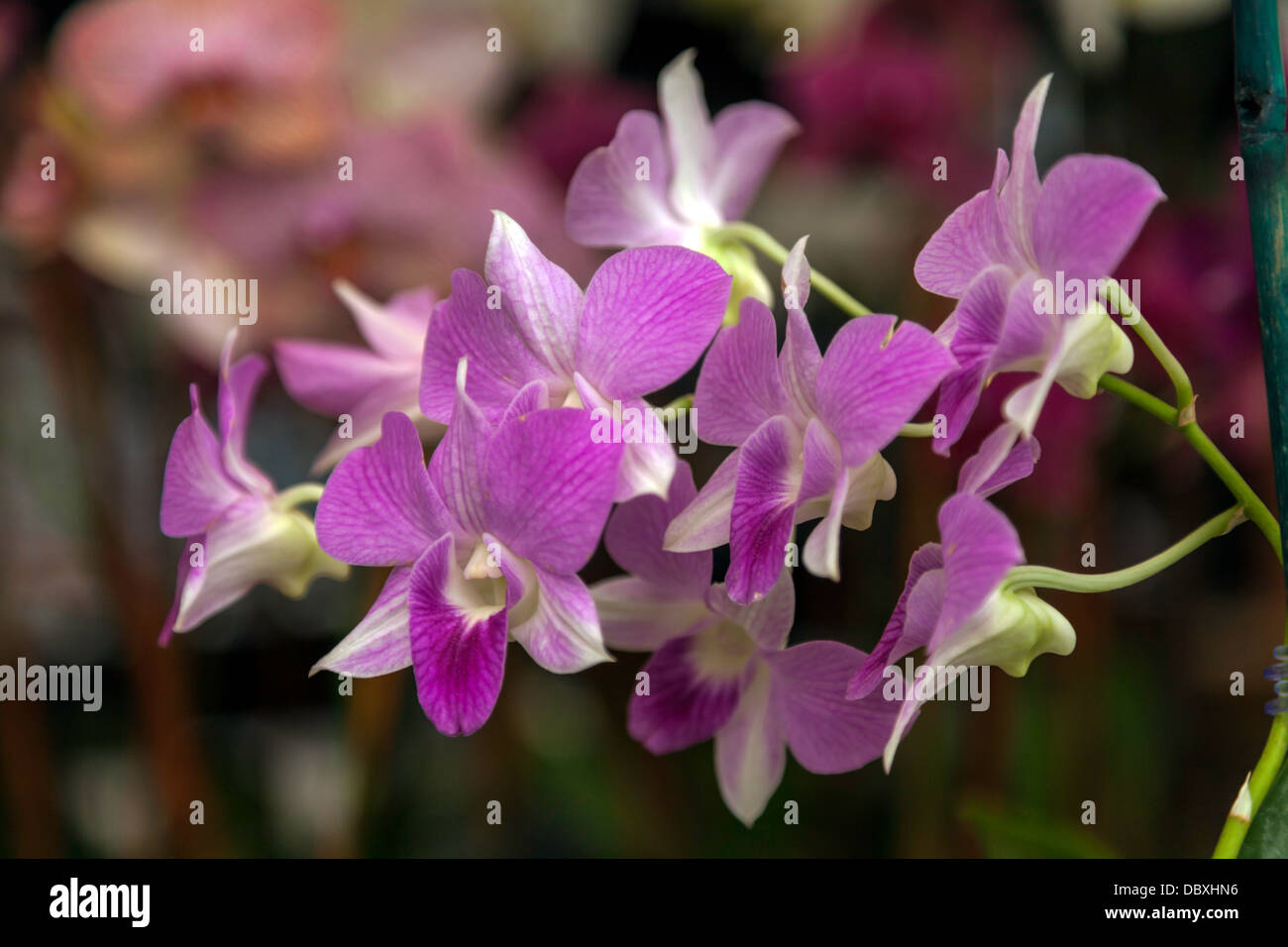 Fuscia purple Dendrobium Orchid. Stock Photo