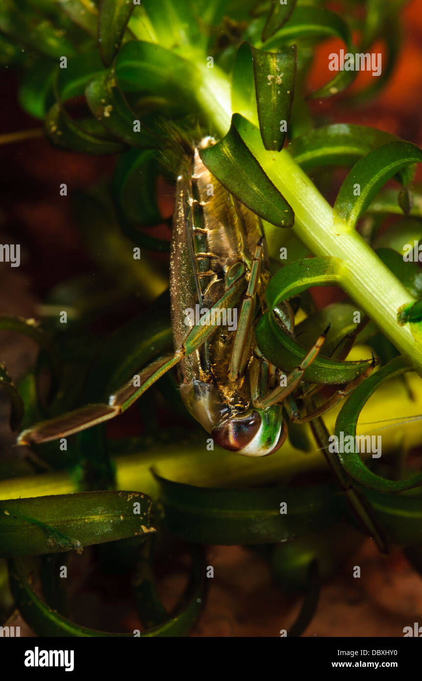 A backswimmer (Notonecta sp.) lurking in pondweed at Wat Tyler Country Park, Essex. December. Stock Photo