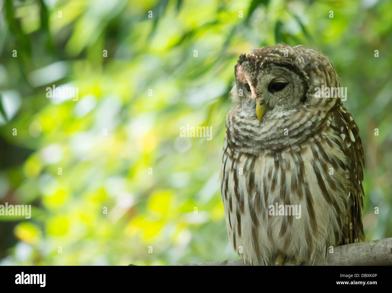 One Of The Resident Barred Owls At The Bog Garden In Greensboro