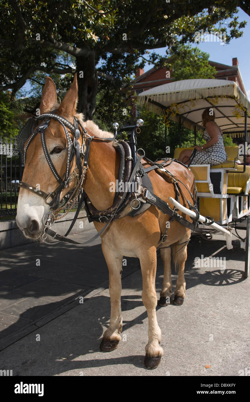 HORSE DRAWN TOURIST SIGHTSEEING CARRIAGE JACKSON SQUARE FRENCH QUARTER DOWNTOWN NEW ORLEANS