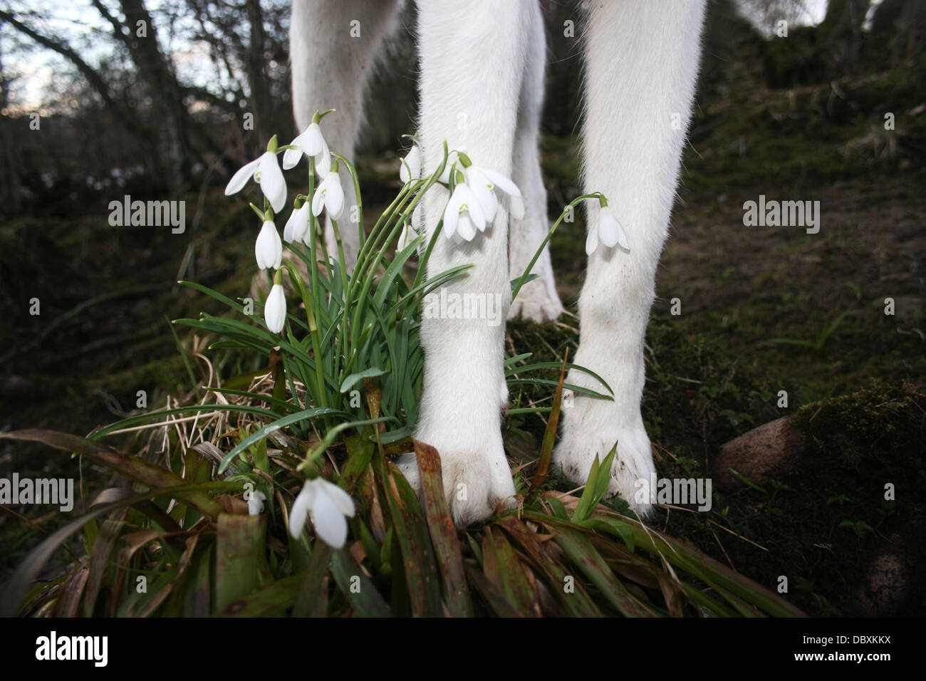 Husky x Samoyed standing on Snowdrops Stock Photo