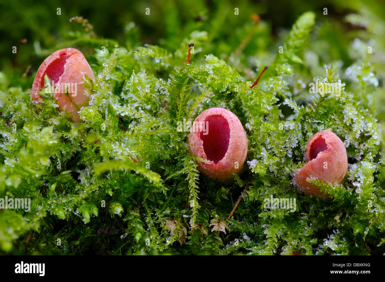 Three fruiting bodies of scarlet elfcup fungus (Sarcoscypha austriaca) growing through frosty moss at Sevenoaks Wildlife Reserve Stock Photo