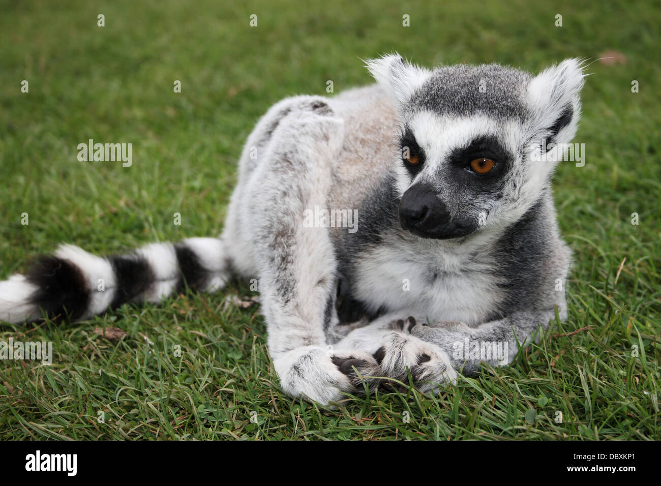 Lemur foot hi-res stock photography and images - Alamy
