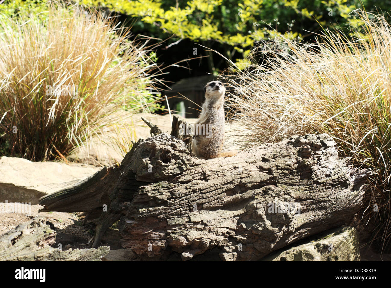 meerkat watching from a log Stock Photo