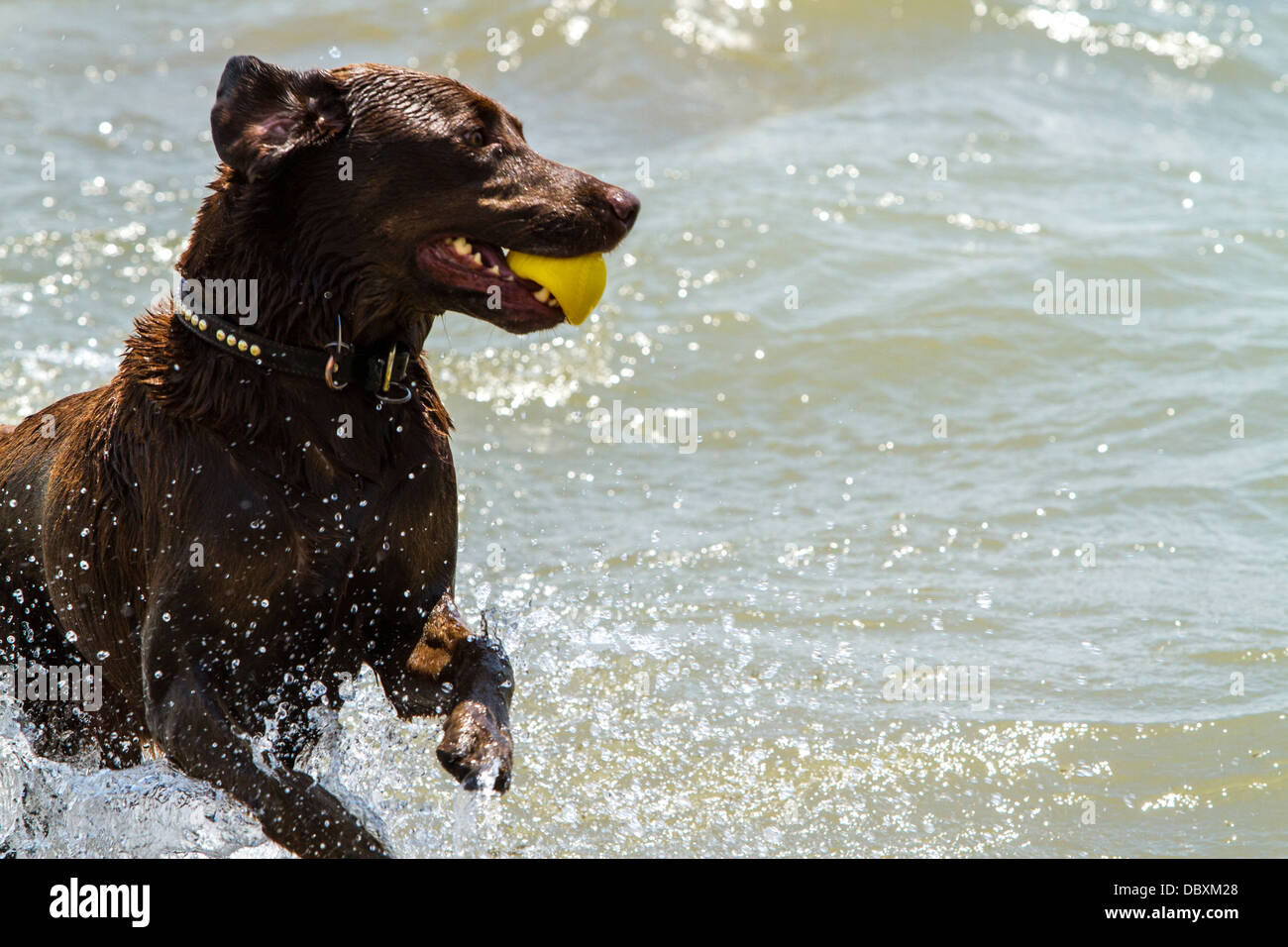 Chocolate lab with ball in his mouth Stock Photo