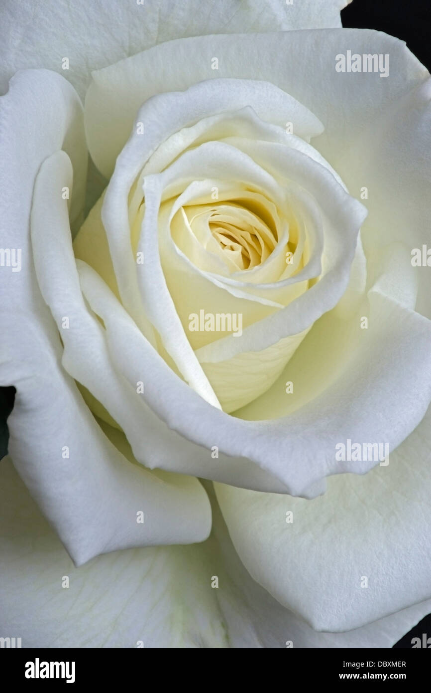 Rose (Rosa sp.), hybrid Stock Photo