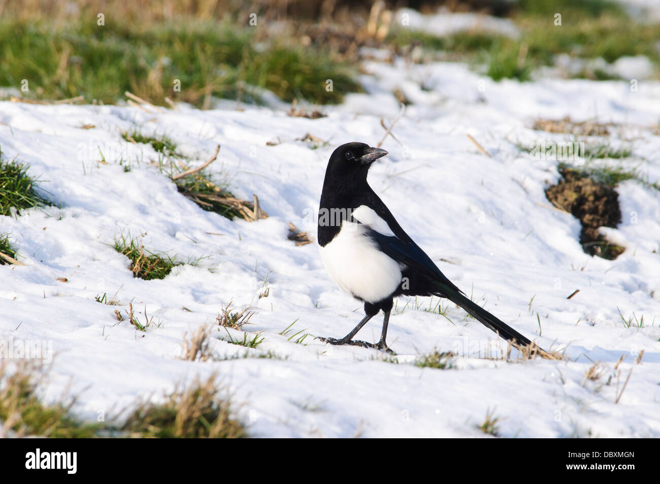 An adult magpie (Pica pica) walking across frozen and snow-covered marshland on the Isle of Sheppey, Kent. February. Stock Photo