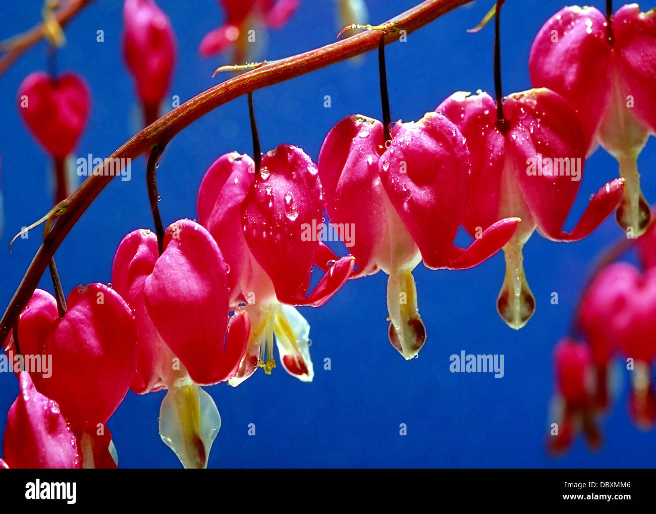 Bleeding Hearts Flower Blossoms Stock Photo