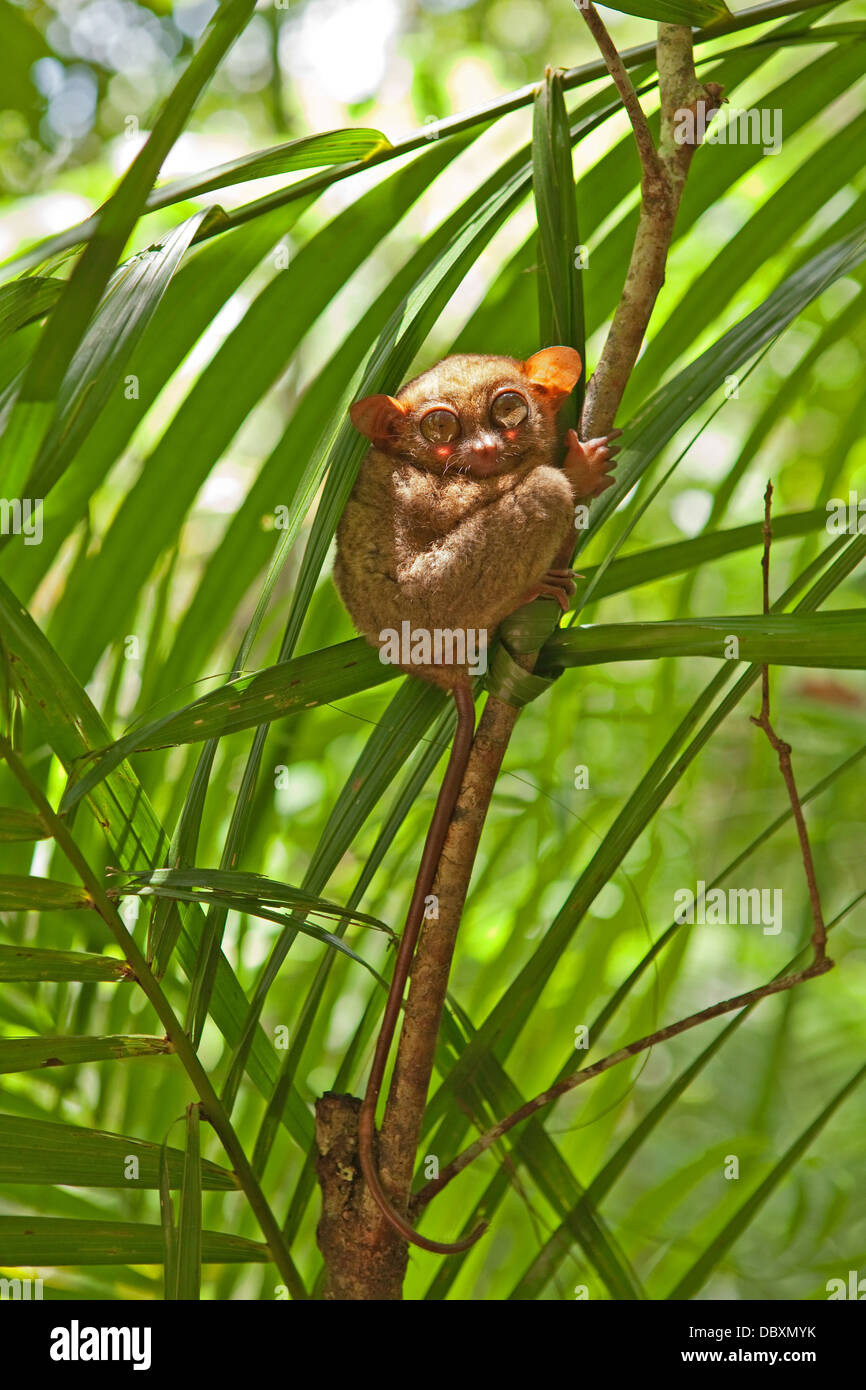 Tarsier at the Philippine Tarsier Foundation at Corella on Bohol, Island. Stock Photo