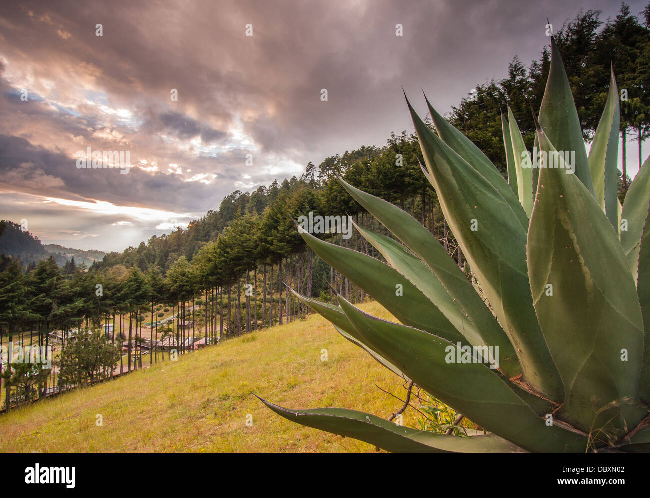 Mexico city nature hi-res stock photography and images - Alamy