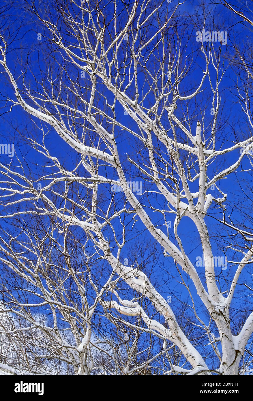 White Birch tree covered in snow against a blue sky Stock Photo Alamy