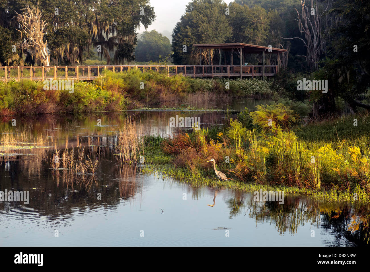 Alachua sink hi-res stock photography and images - Alamy