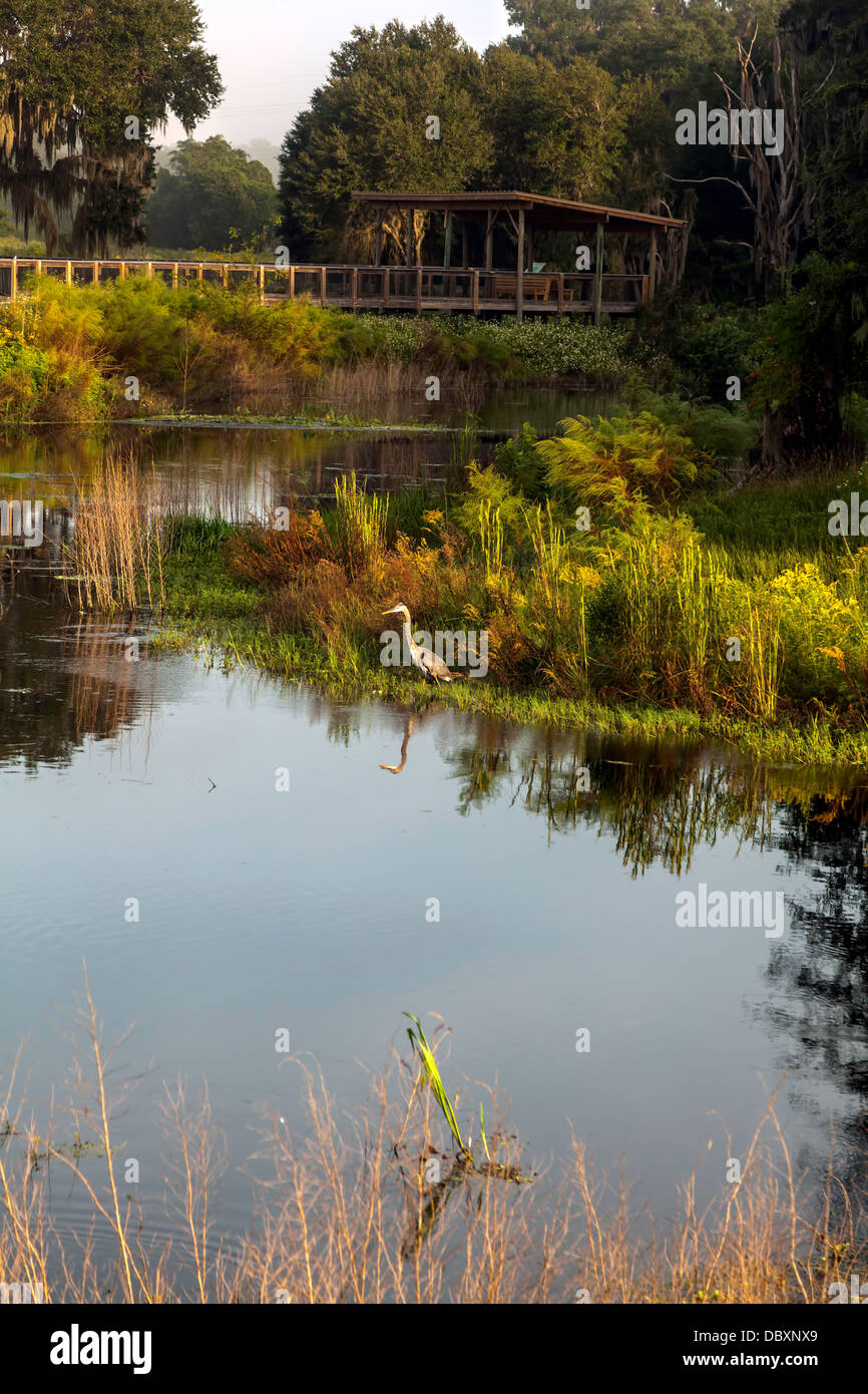 Alachua sink hi-res stock photography and images - Alamy