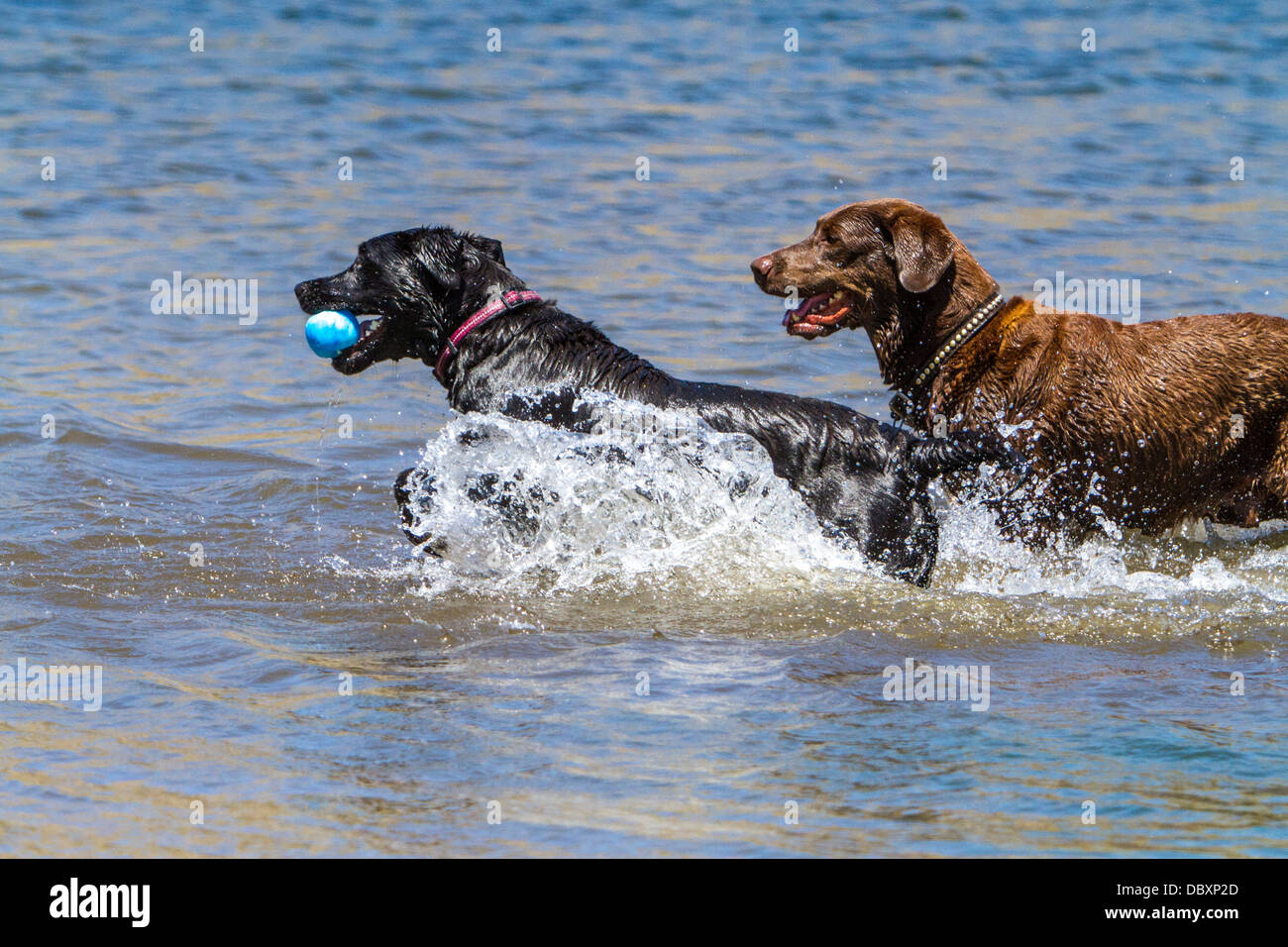 A Chocolate Lab and a Black Lab play together at Grant Lake in June