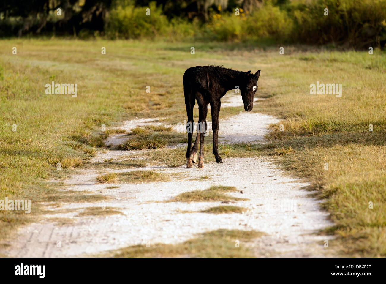 Florida Cracker foal stands on the trail damp after swimming. Stock Photo