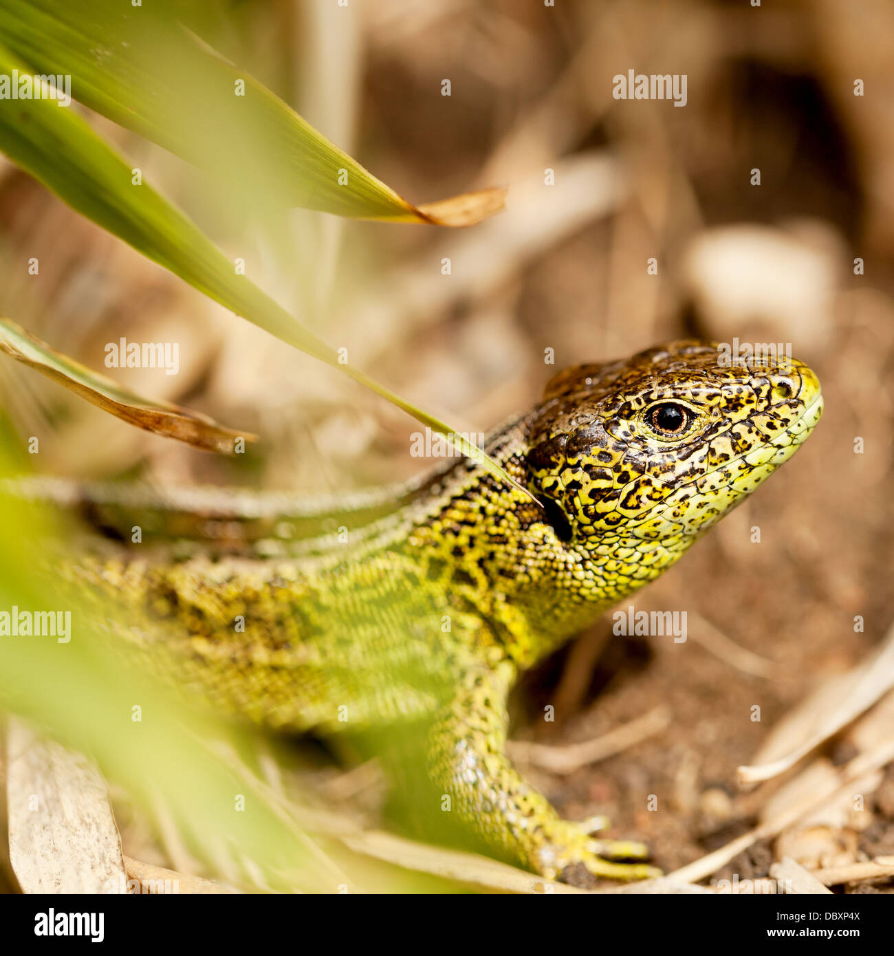 green and brown lizard macro closeup in nature outdoor summertime animal Stock Photo