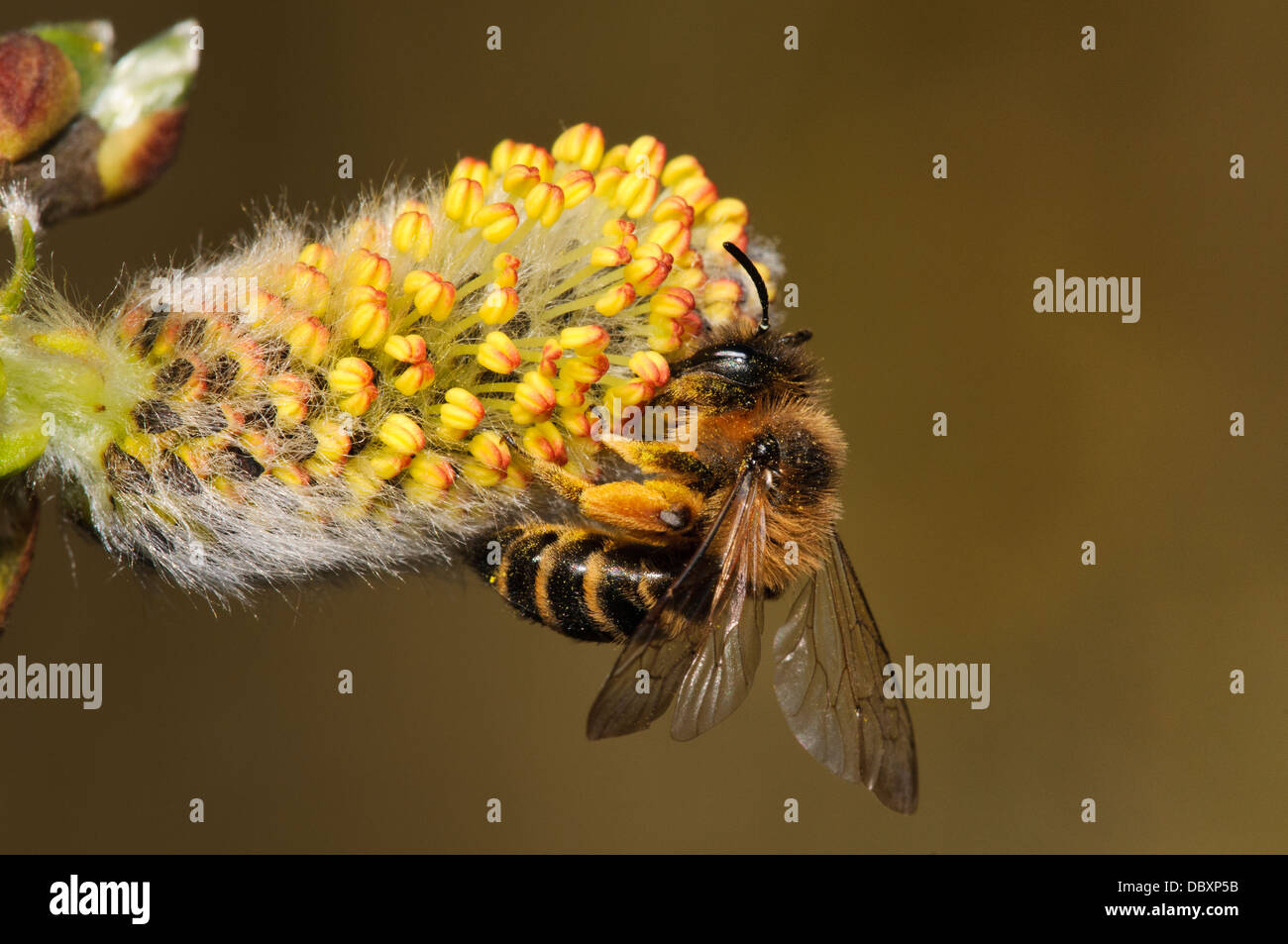 An adult yellow-legged mining bee (Andrena flavipes) feeding on the flower of a goat willow tree (Salix caprea) Stock Photo