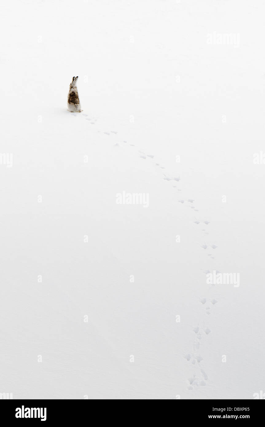 A trail of footsteps in the snow leading to a mountain hare sitting on his haunches with his ears pricked up, in mid-moult Stock Photo