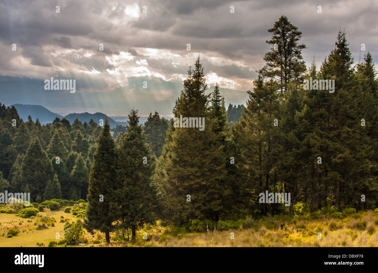 Mexico city forest hi-res stock photography and images - Alamy