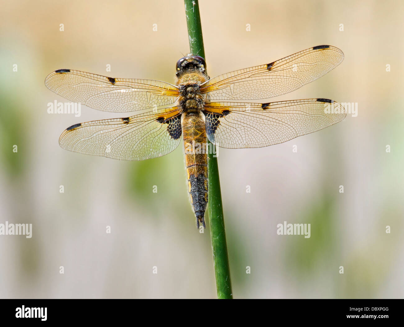 top4running dragonfly