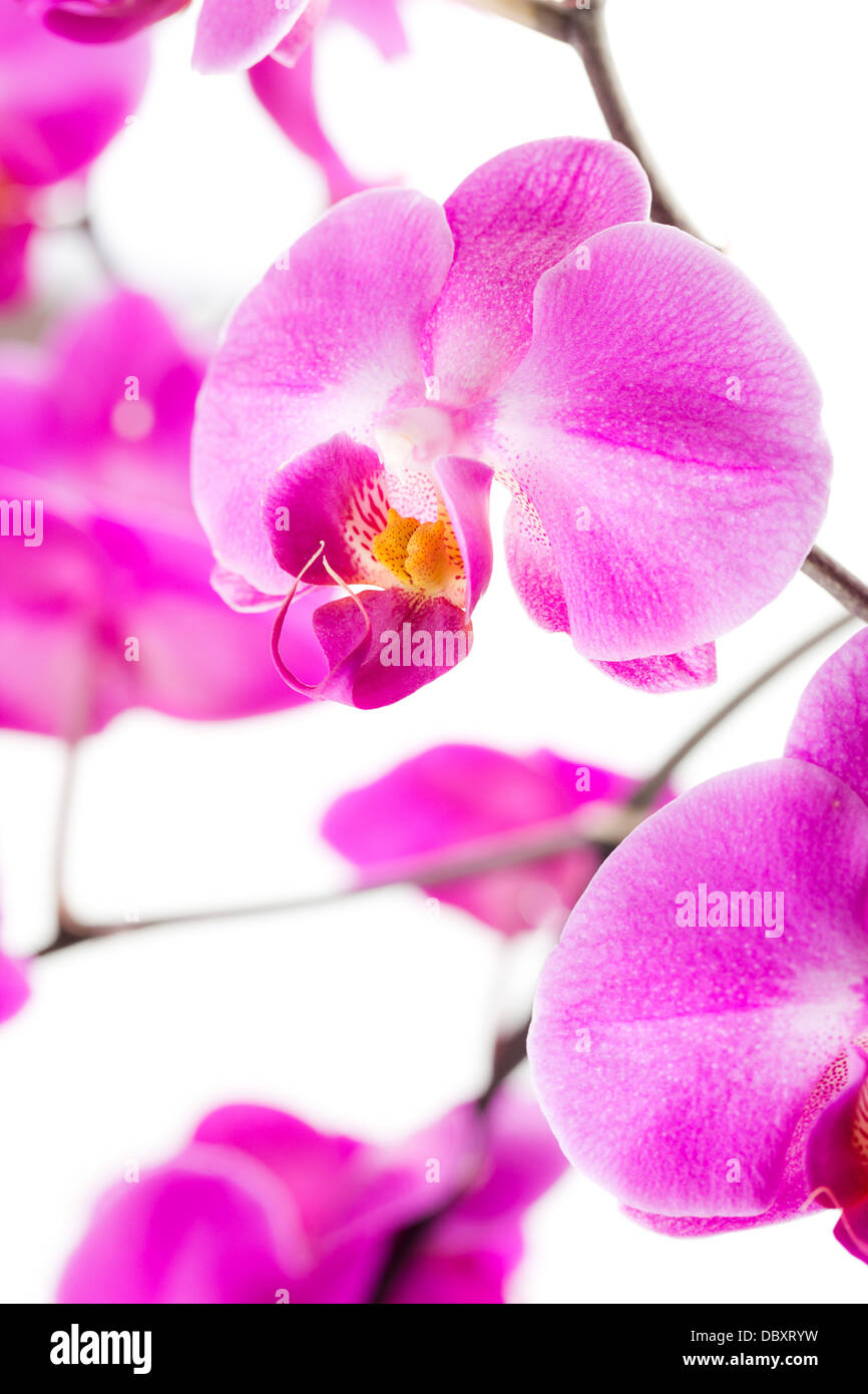 pink flowers orchid on white background Stock Photo - Alamy