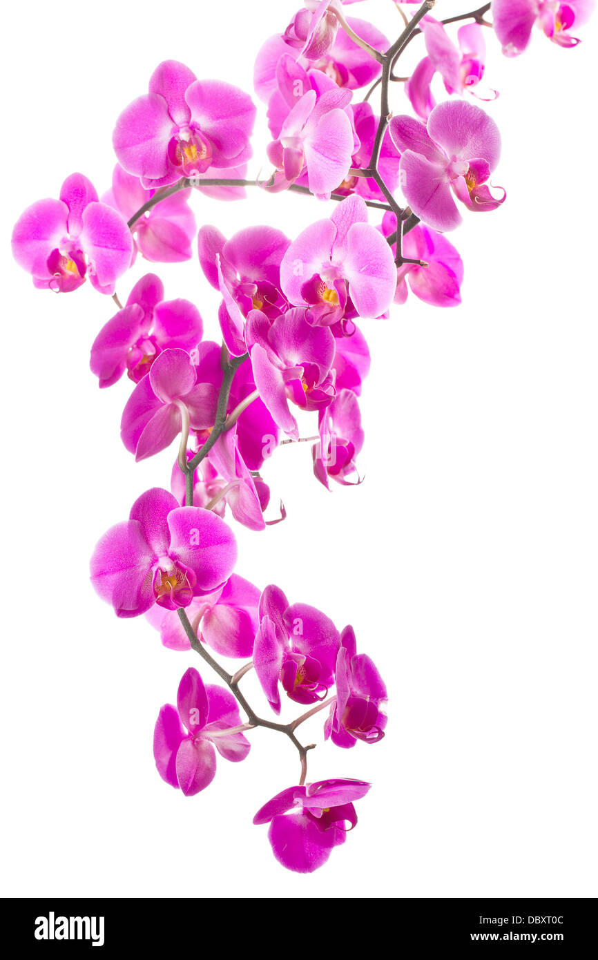 pink flowers orchid on white background Stock Photo - Alamy