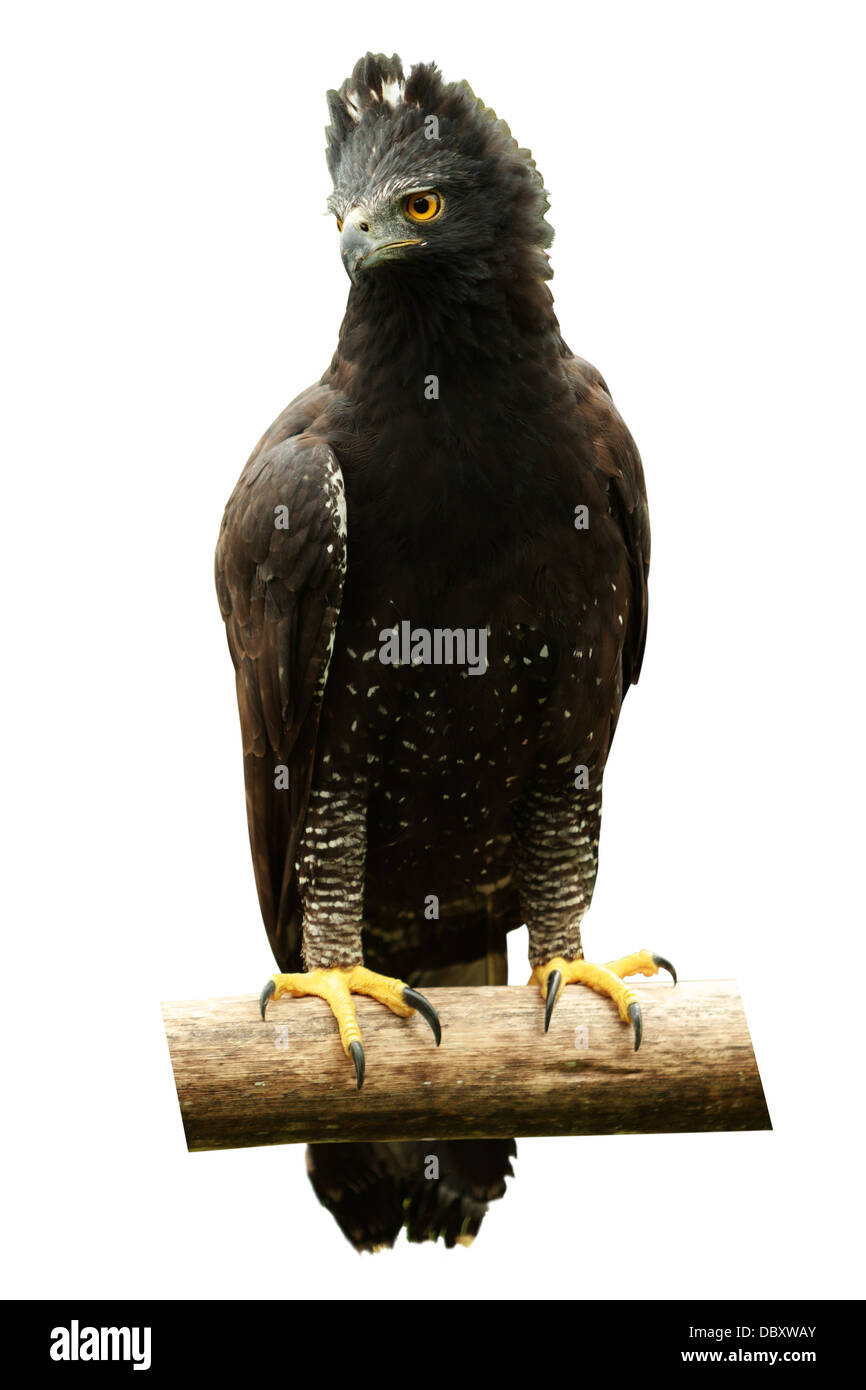 National tree of guyana Cut Out Stock Images & Pictures Alamy