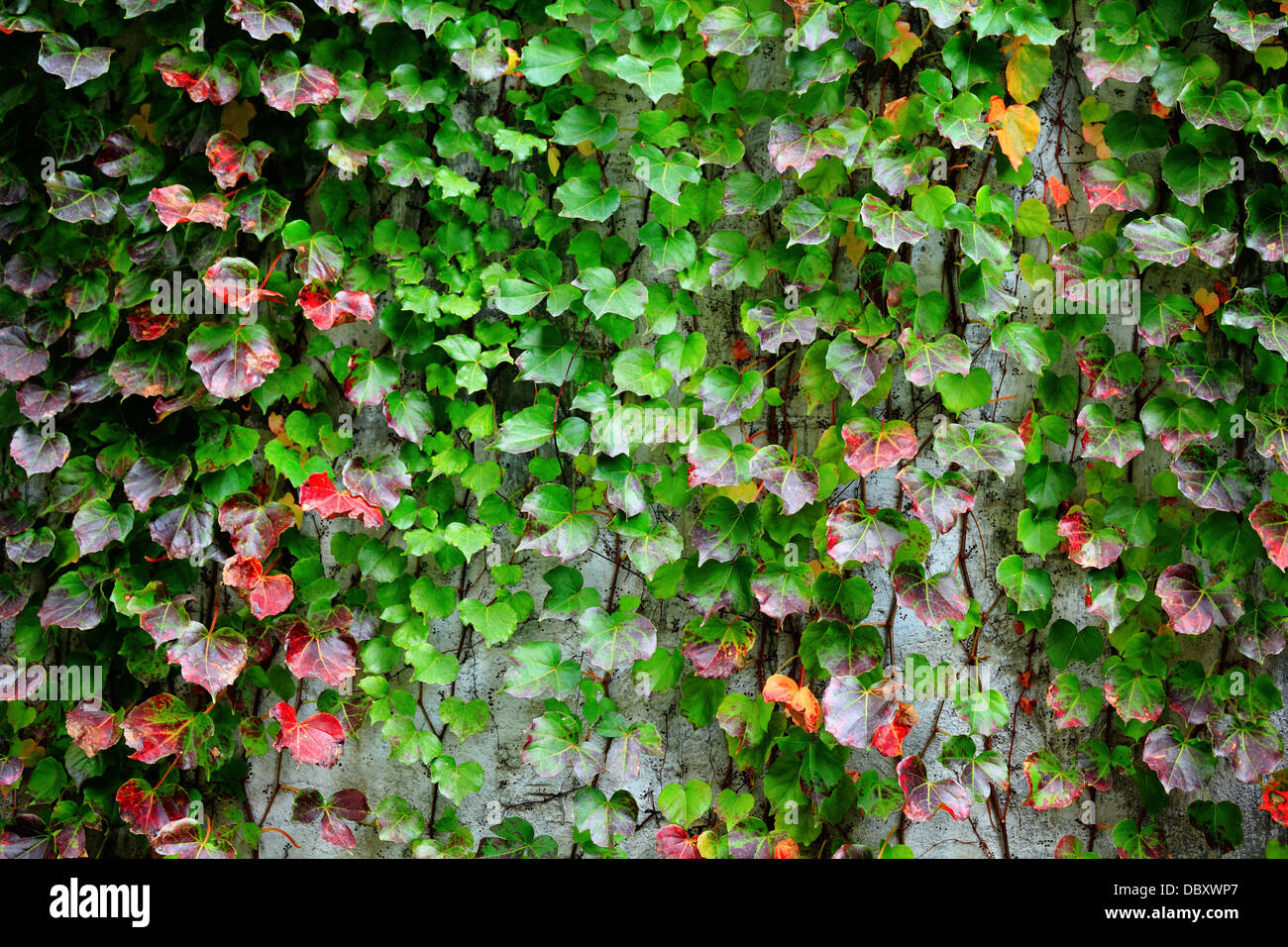 ivy covering wall Stock Photo Alamy