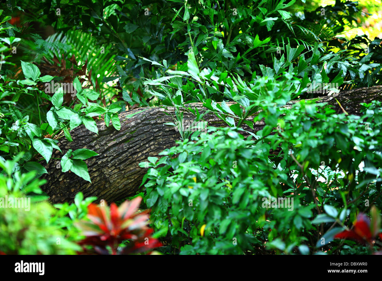 Rainforest adventure hi-res stock photography and images - Alamy