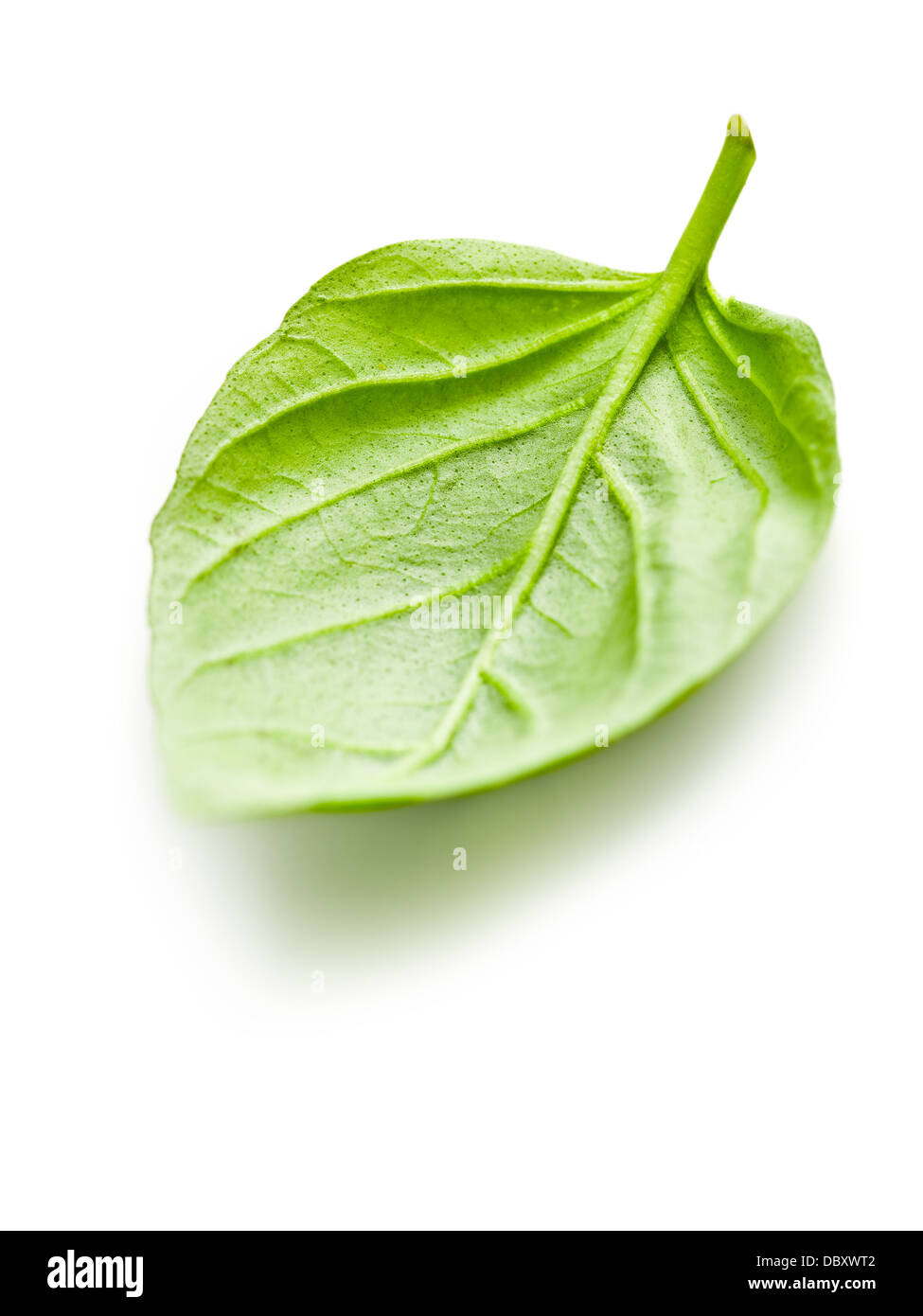 basil leaf on white background Stock Photo