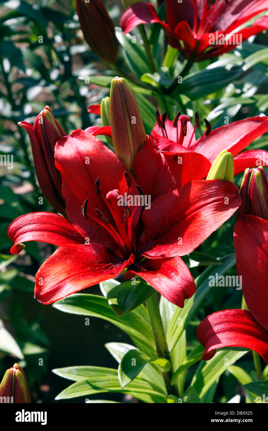 LILIUM BLACKOUT . LILY. Stock Photo