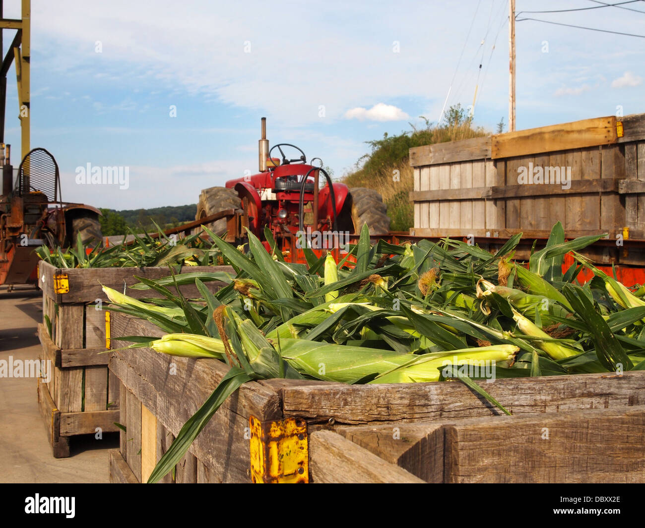 Big wooden crates of freshly harvested corn on the cob with farm