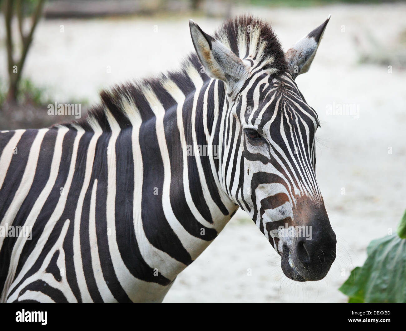 Madagascar zebra hi-res stock photography and images - Alamy