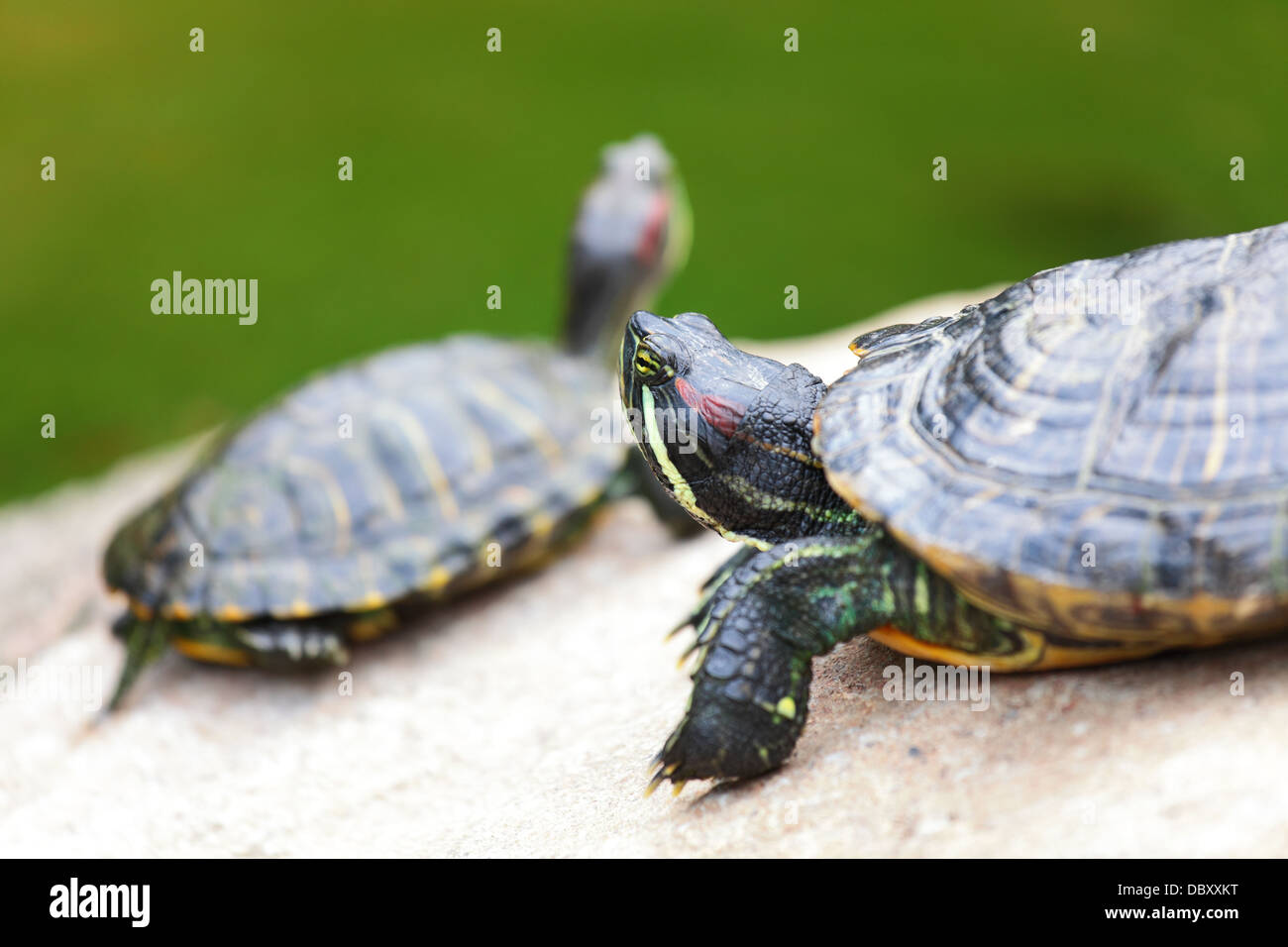 tortoises on rock Stock Photo - Alamy