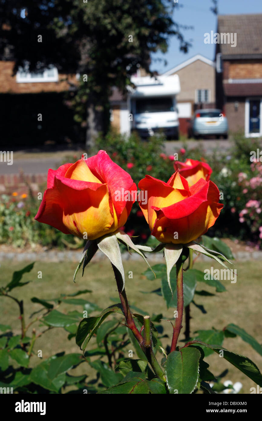 ROSA PICCADILLY . ROSE BUDS. Stock Photo