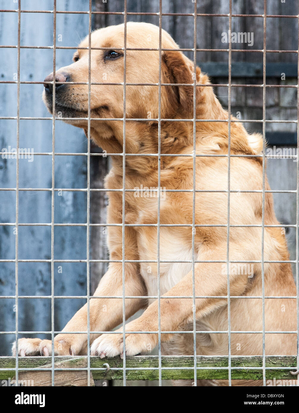 Labrador kennel bars hires stock photography and images Alamy