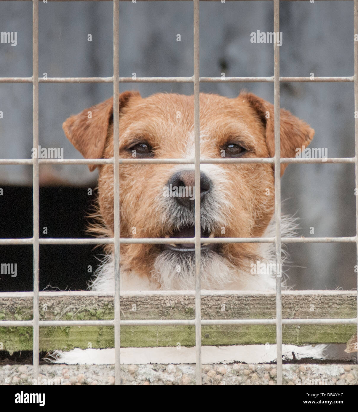 Jack russell terrier barking hires stock photography and images Alamy