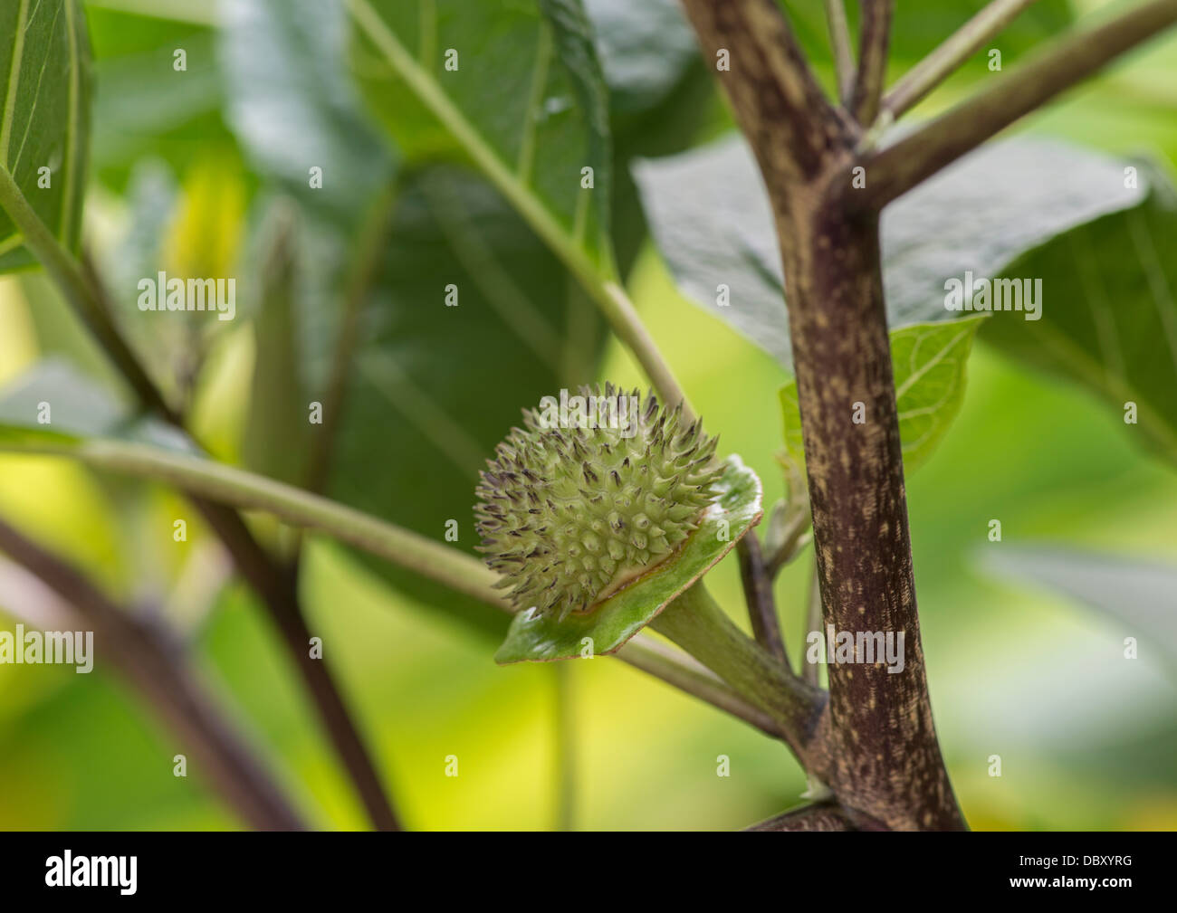 Thorn apple hires stock photography and images Alamy