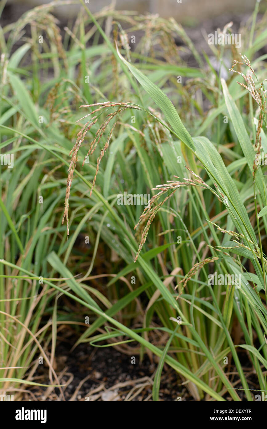 Rice 'Ashoka' Stock Photo