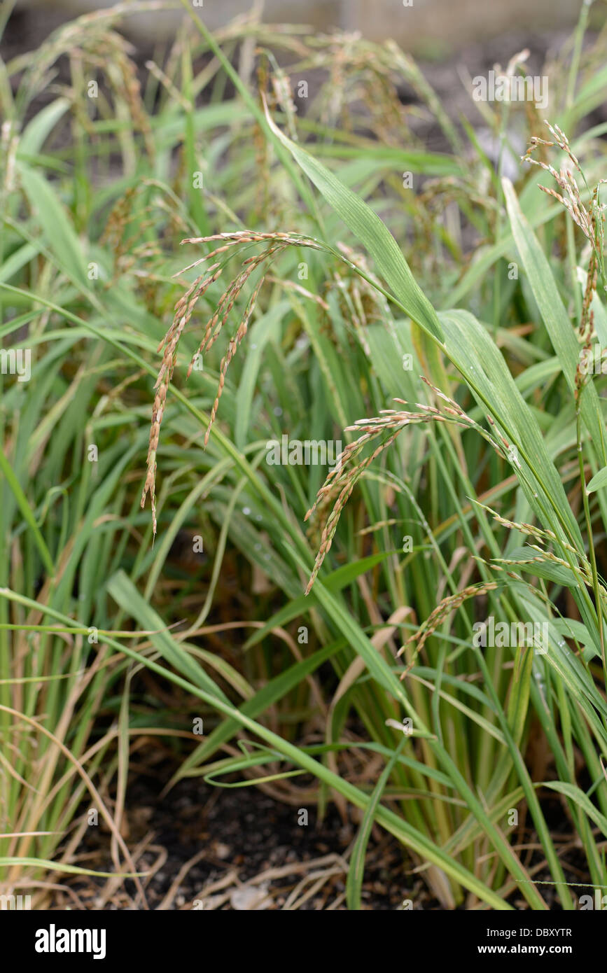 Rice grass hi-res stock photography and images - Alamy