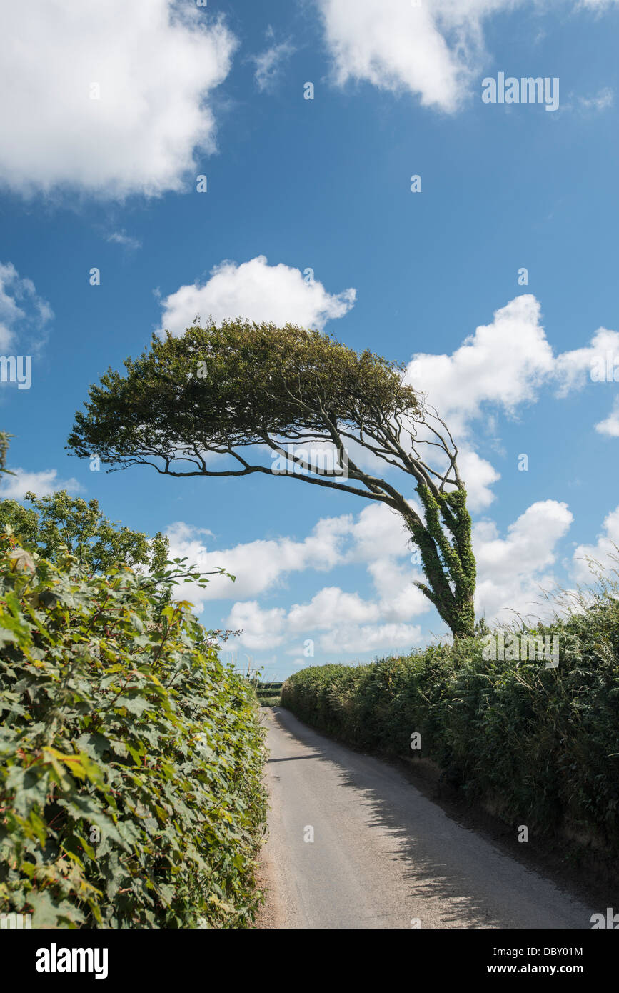 Windswept tree, Slapton, Devon, England Stock Photo