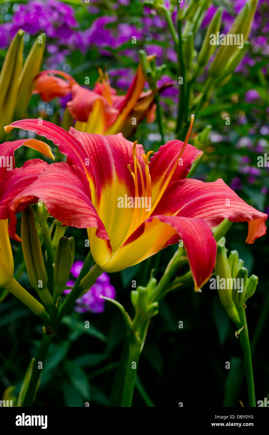 Brightly coloured red and yellow daylilies - Hemerocallis - in a summer garden. Stock Photo