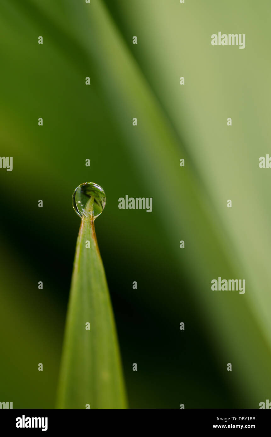 single water droplet on ends of pointed tip of leaf as a result of heavy rainfall Stock Photo