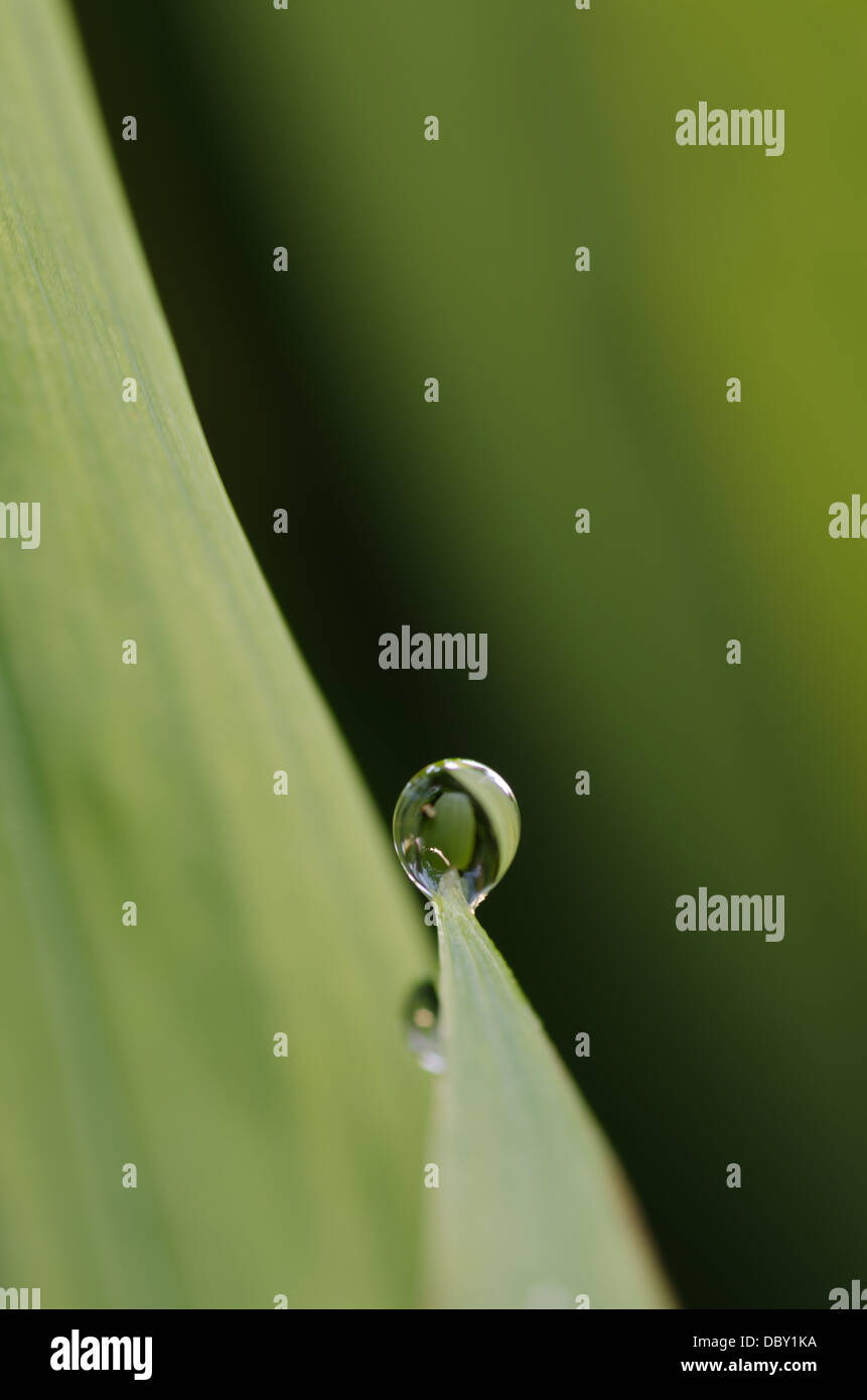 single water droplet on ends of pointed tip of leaf as a result of heavy rainfall Stock Photo