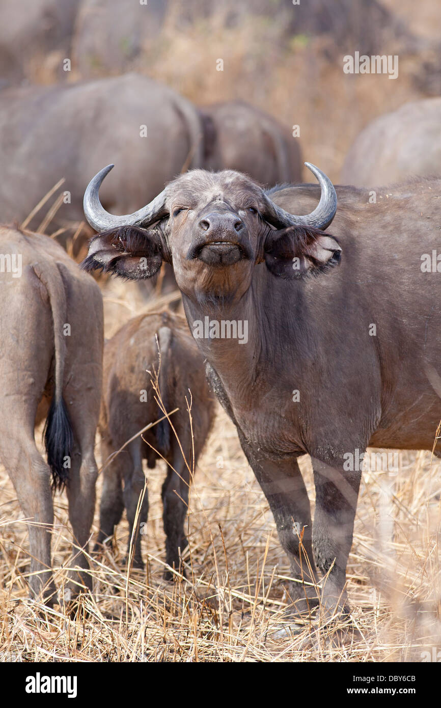 Wild African Buffalo Stock Photo - Alamy